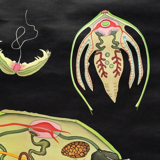 1970s River Mussel Maritime Decorative Wall Chart Art Print by Jung Koch Quentell For Sale - Image 5 of 8