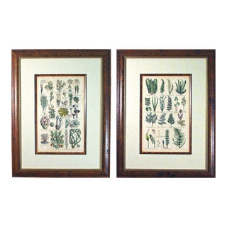 John Parkinson 17th Century Botanical Engravings of Mosses & Ferns - a Pair For Sale