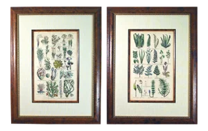 John Parkinson 17th Century Botanical Engravings of Mosses & Ferns - a Pair
