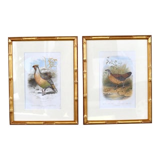 19th Century Cassell Bird Chromolithographs in Gold Bamboo Frames - A Pair For Sale