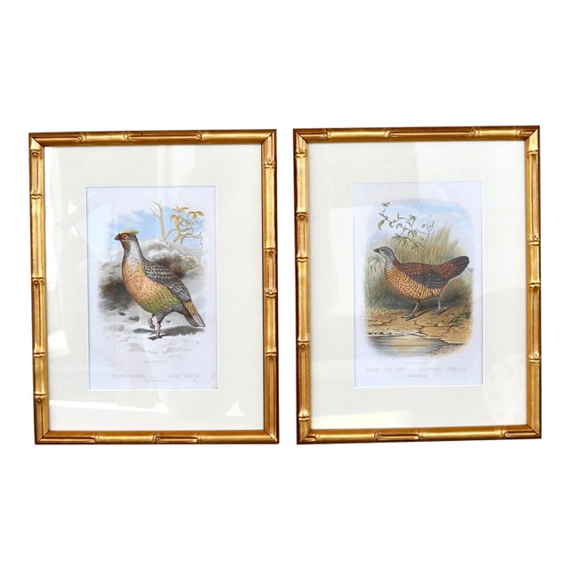 19th Century Cassell Bird Chromolithographs in Gold Bamboo Frames - A Pair For Sale