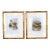 19th Century Cassell Bird Chromolithographs in Gold Bamboo Frames - A Pair For Sale