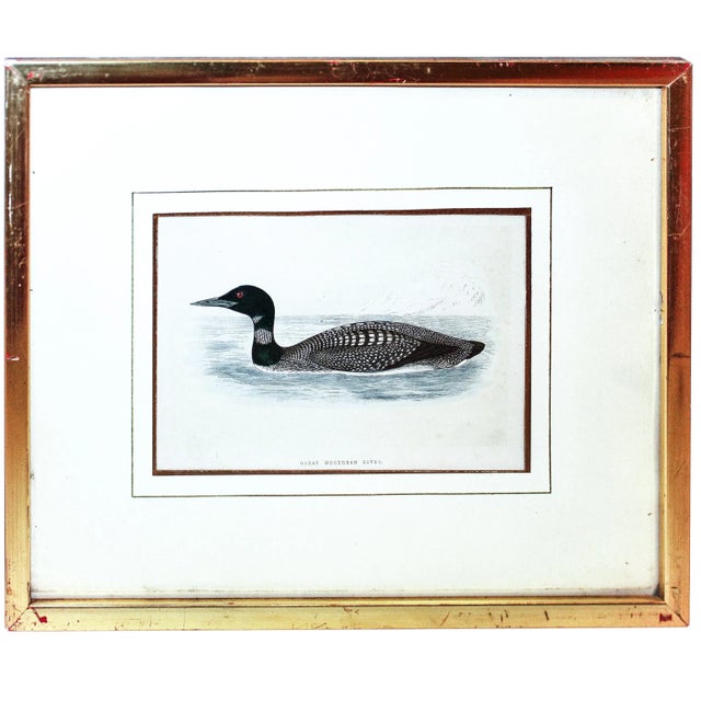 Mid 19th Century Certified Original and Framed "Great Northern Diver" Illustration of a Duck Engraved by Morris Circa. 1838 For Sale - Image 5 of 5