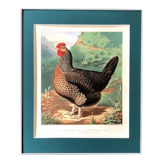 Late 19th Century Antique Cassell’s Poultry Book Single Combed Dorking Hen Chromolithograph For Sale