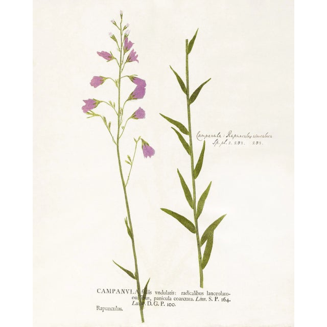 Printmaking Materials Reproduction Antique Botanical Print Set of 6 With Pink Flowers - 16 X 20" For Sale - Image 7 of 8