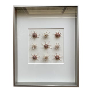 Christopher Marley Signed Form & Pheromone Gilded Starshell Wall Sculpture Art For Sale