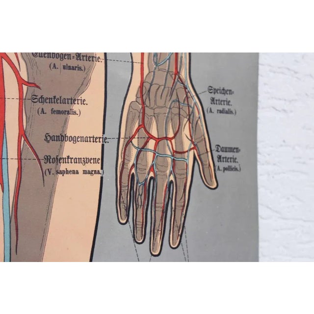 Illustration Anatomy Poster For Sale - Image 9 of 11