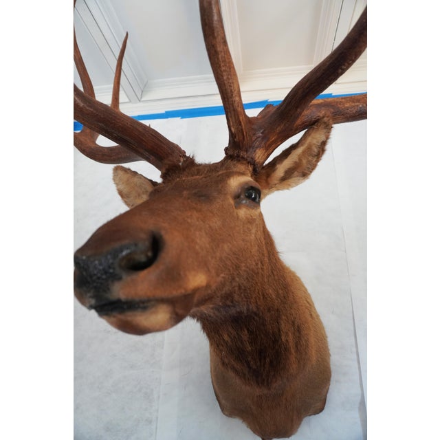 2000 - 2009 Elk 13 Point Mount Head and Bust For Sale - Image 5 of 18