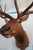 2000 - 2009 Elk 13 Point Mount Head and Bust For Sale - Image 5 of 18
