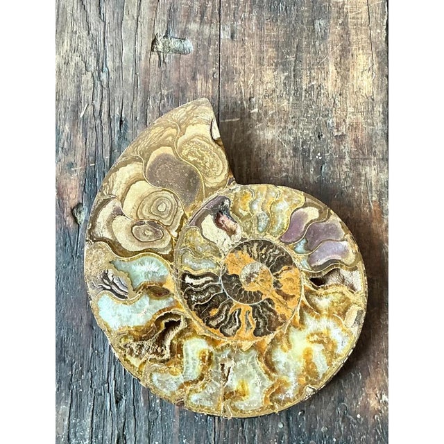Mid 20th Century Vintage Fossilized Ammonite Specimen For Sale - Image 5 of 12