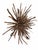 Contemporary Tideborn Lotus ~Driftwood Sculpture For Sale - Image 3 of 6
