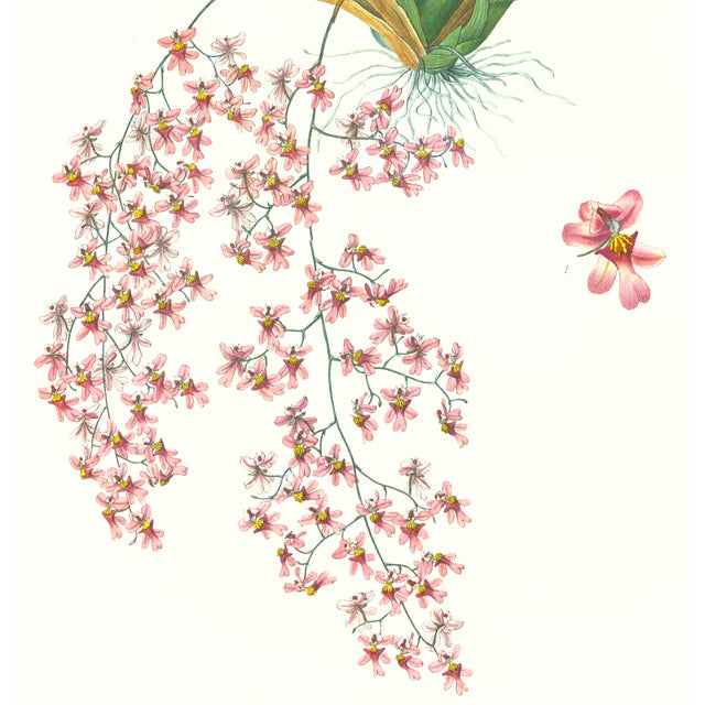 Limited edition reproduction print of one of the most famous botanical works ever produced, "The Orchidaceae of Mexico and...