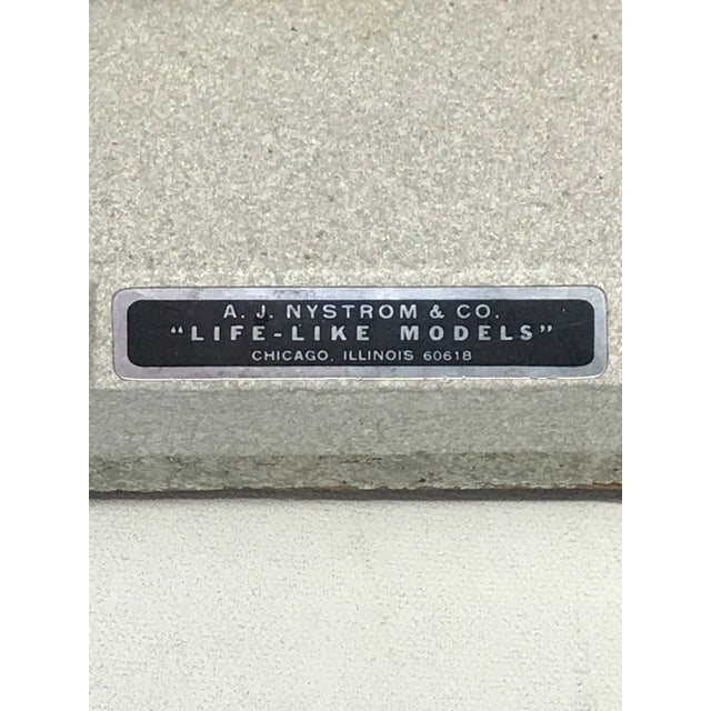 Nystrom Mid-Century Anatomical "Life Like" Medical Model of the Male Torso For Sale In San Francisco - Image 6 of 11