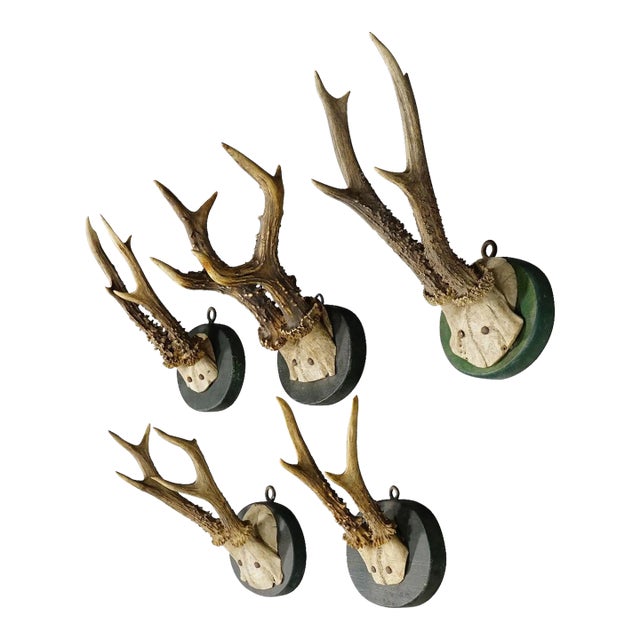 A Set of Five Antique Black Forest Deer Trophies on Wooden Plaques 1880s For Sale