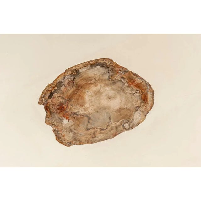 Coffee Table with Inlaid Petrified Wood by Philippe Barbier For Sale - Image 6 of 10