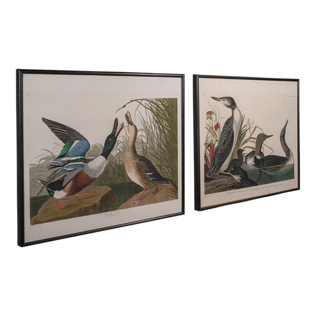 Pair of Vintage Duck Pictures, English, Framed Print, After Audubon, Art, c.1980 For Sale