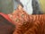 Signed Oil Painting of Three Cats, Cat Lover Wall Art, Framed Feline Portrait For Sale - Image 4 of 11