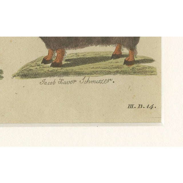 Paper Bertuch, Exotic Cattle, Yak & Buffalo, 1800, Engraving For Sale - Image 7 of 10