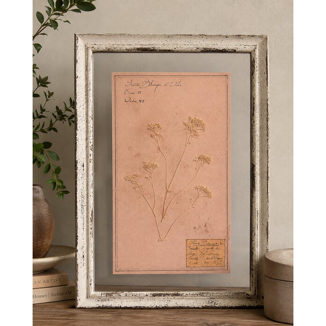 2010s Restoration Hardware Framed Botanical Pressings, Set of 2 For Sale - Image 5 of 8