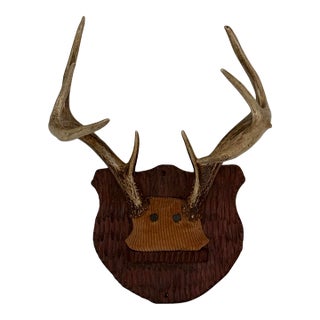 Mid-20th Century Whitetail Deer Antlers on Carved Shield Plaque For Sale
