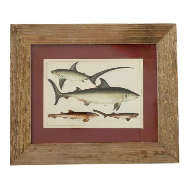 19th Century Framed Antique Shark Chromolithograph – Rare Original Marine Print For Sale