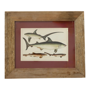 19th Century Framed Antique Shark Chromolithograph – Rare Original Marine Print