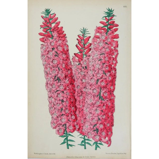 Antique Circa 1870's Botanical Bookplate Pink Hyacinths Print For Sale - Image 4 of 4