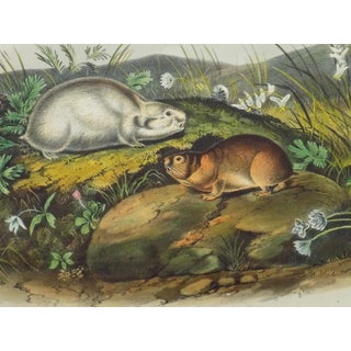 Audubon's Hudson Bay Lemming Lithograph For Sale