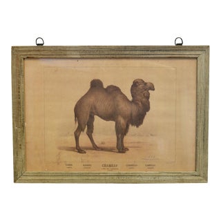 Vintage French Framed Zoological Print of a Camel For Sale