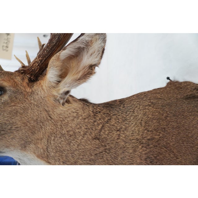 White Tail Deer Head & Shoulder Mount For Sale - Image 13 of 18