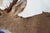White Tail Deer Head & Shoulder Mount For Sale - Image 13 of 18