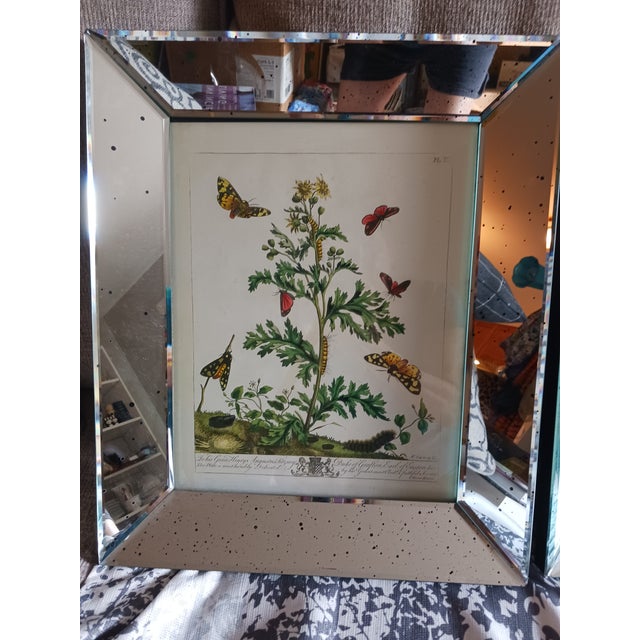 --1700's Butterfly Natural History Engravings Reproductions in Contemporary Mirror Frames-- From "The Natural History of...