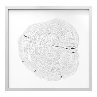 Stump 1 - Variation 11 by Trinette + Chris Print with White Frame - 14 X 14 For Sale