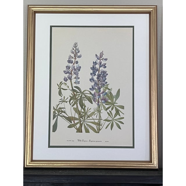 Mid-Century Modern Vintage Botanicals Framed Set of 2 - Authentic Vintage 1953 Prints For Sale - Image 3 of 6