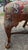 12 Irish 19th Century Georgian Dining Chairs With Labels For Sale - Image 11 of 12