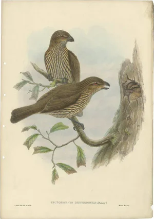 J. Gould, Bird Illustration of the Tooth-Billed Bower-Bird, 1875