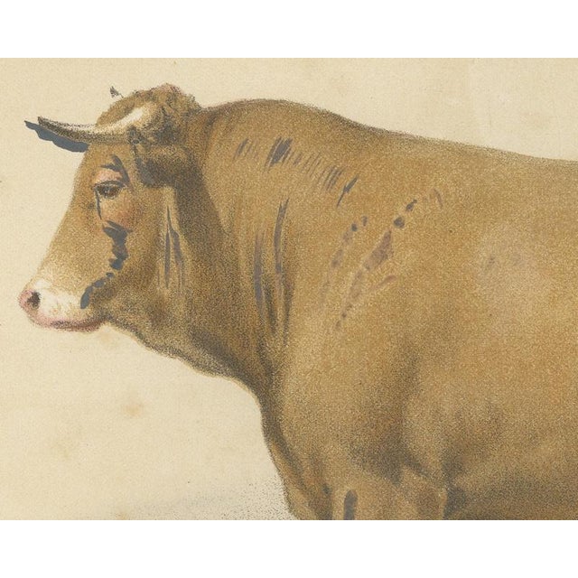 Borie, Femeline Bull, French Cattle Breed, 1863, Chromolithograph For Sale - Image 4 of 9
