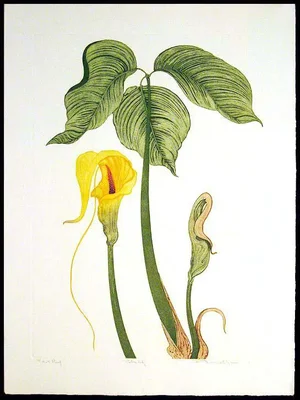 1981 "Cobra Lily" Realist Botanical Etching by Arnold Iger, Signed and Numbered