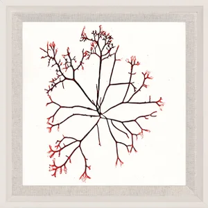 Bradbury Seaweeds 07, Framed Artwork