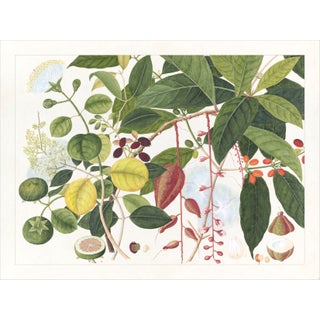 Golden Tropic Botanicals Plate #3, Giclée Print For Sale