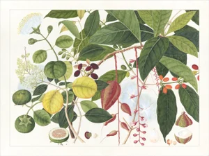 Golden Tropic Botanicals Plate #3, Giclée Print