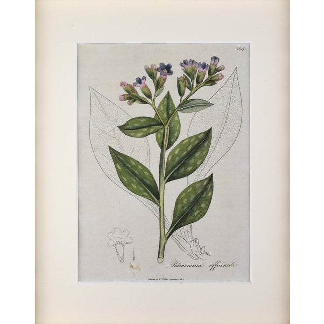 Early 19th Century hand colored engraving of Pulmonarium Officinalis also known as Lungwort from "Medical Botany" by...