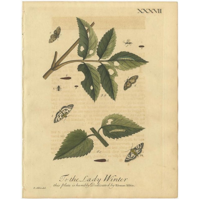 Title: antique english moths and caterpillars on hedgerow plants – albin 1720 : this set of two original hand-colored...
