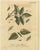 Title: antique english moths and caterpillars on hedgerow plants – albin 1720 : this set of two original hand-colored...
