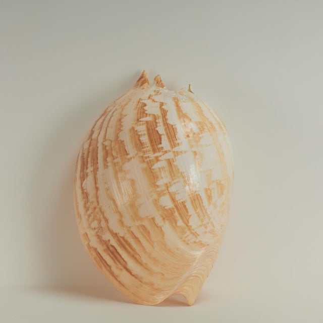 Beige Large Melo Amphora Sea Shell For Sale - Image 8 of 10