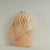Beige Large Melo Amphora Sea Shell For Sale - Image 8 of 10