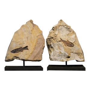 Fossil Sculpture 8367