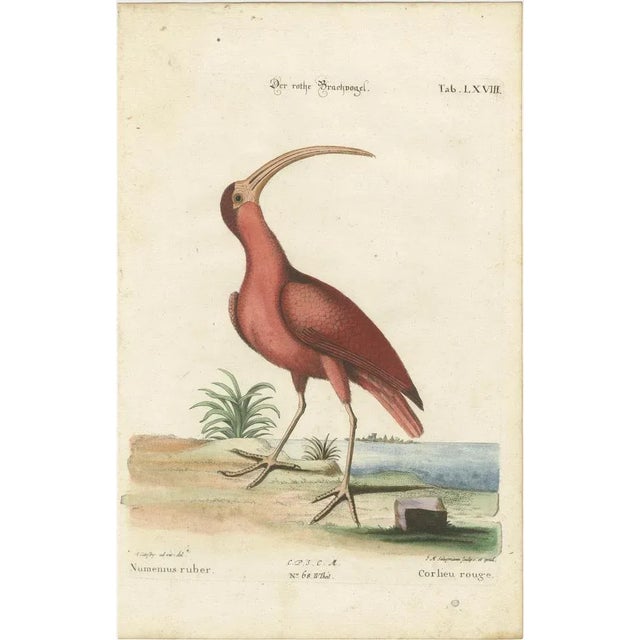 Gold Johann Michael Seligmann, Red Curlew, 1770, Hand-Colored Engraving For Sale - Image 8 of 9