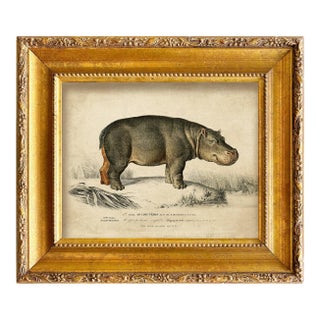 Reproduction Hippopotamus Art Print in Vintage Gold Frame For Sale