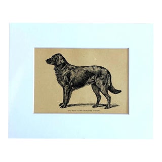 Antique 1890s Dog Print in 8 x 10 Mat: "The Wavy Coated Retriever Darenth" For Sale